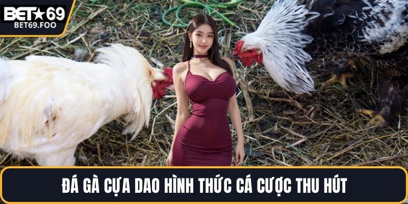 Đá gà cựa dao hình thức cá cược thu hút