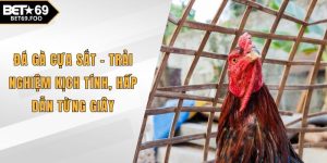 Đá gà cựa sắt