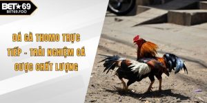 Đá gà Thomo trực tiếp