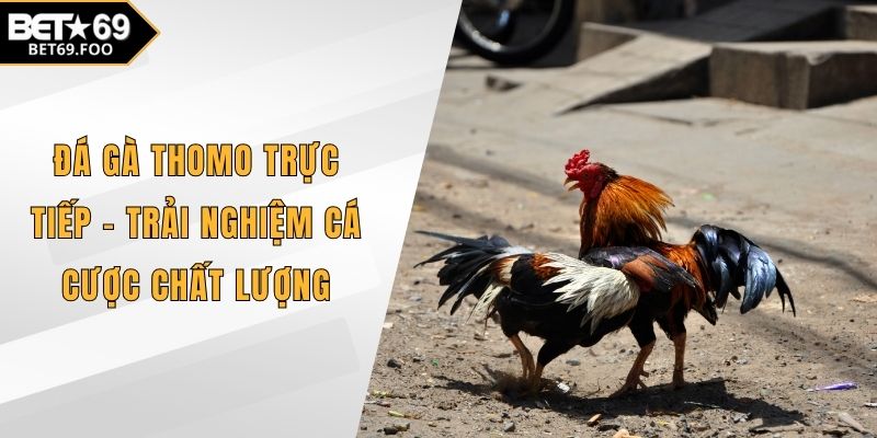 Đá gà Thomo trực tiếp