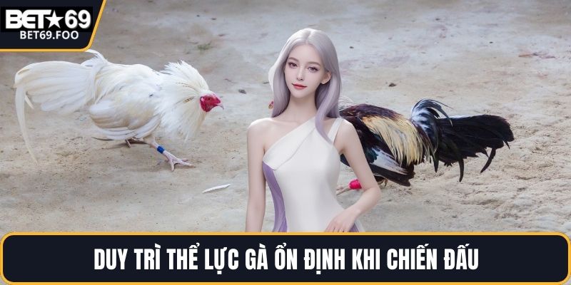 Duy trì thể lực gà ổn định khi chiến đấu