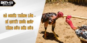 Gà chiến thắng lớn