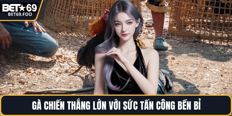 Gà chiến thắng lớn với sức tấn công bền bỉ