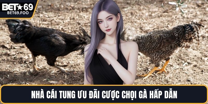Nhà cái tung ưu đãi cược chọi gà hấp dẫn