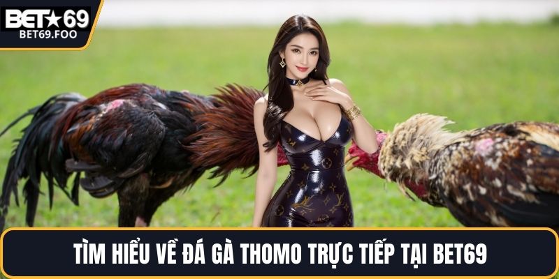 Tìm hiểu về đá gà Thomo trực tiếp tại BET69